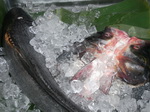 特色海鲜(xiān)
